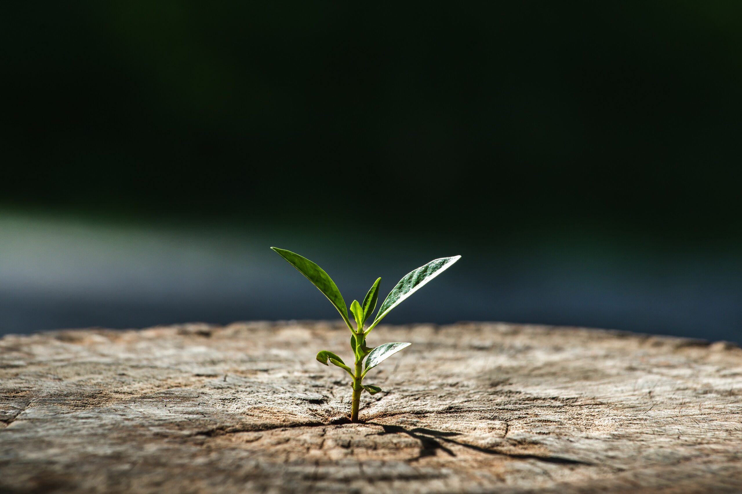 New life growth future concept ,a strong seedling growing in the old center dead tree ,Concept of support building a future focus on new life with seedling growing sprout.